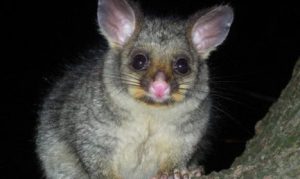 Possum Removal In Melbourne