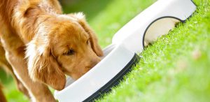 Purchasing Dog Food Online to Save Money