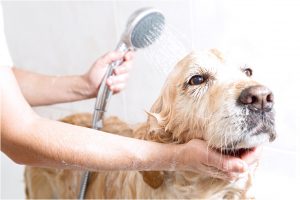 Services and mobile grooming business