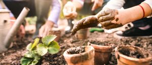 The Importance Of Using Quality Gardening Supplies Singapore Made