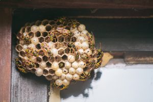 Wasp Nest Removal