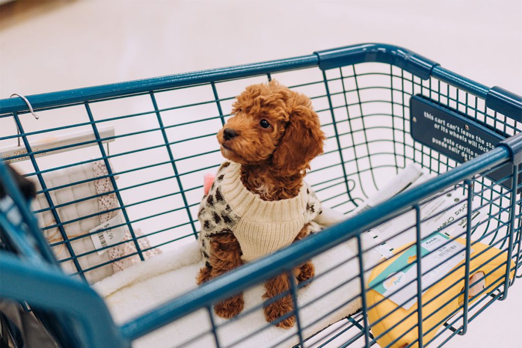 hong kong pet shop