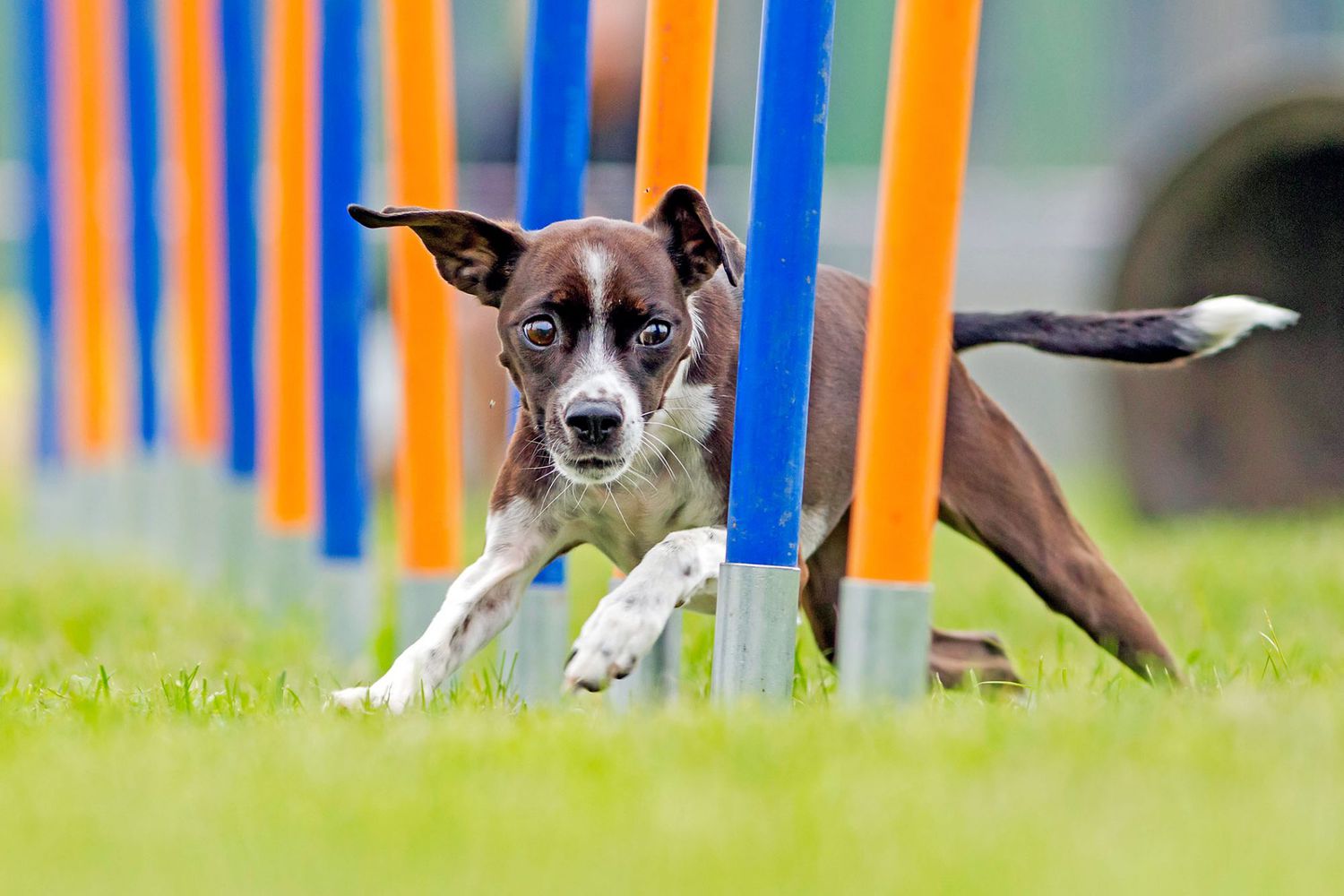 Pet Owners' Guide to Choosing a Dog Training Service